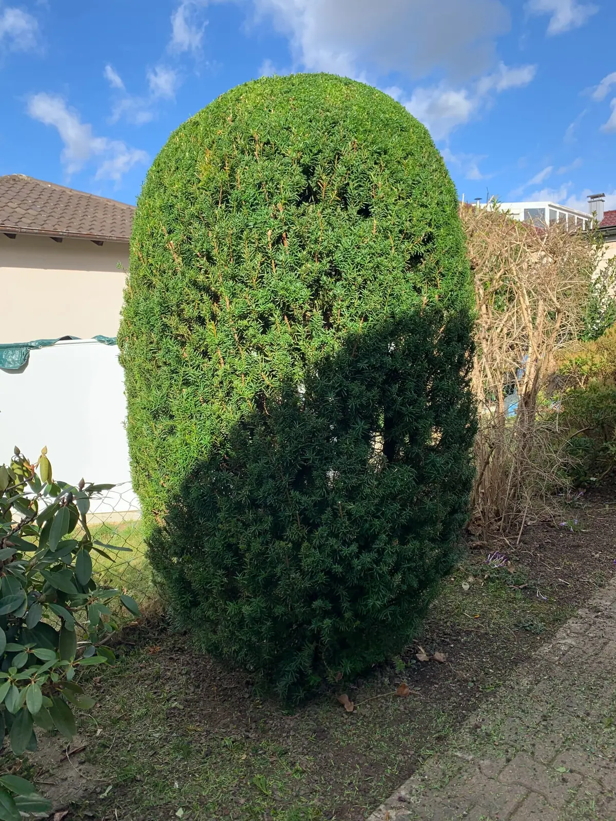 Sauber geschnittener Zierstrauch nach abgeschlossener Gartenpflege